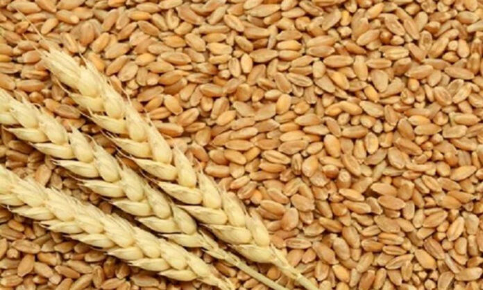 msp-बढ़ने-से-सरकार-को-राहत,-किसानों-को-मिली-निराशा,-केवल-15-रुपये-का-बोनस-मिलेगा